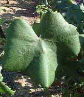 Leaf of Alicante Bouschet