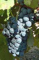 Bunch of Alicante Bouschet