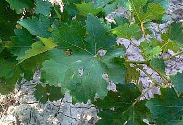 Leaf of Cabernet-Sauvignon