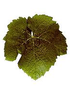 Leaf of Colombaud