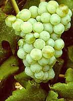 Bunch of Colombaud
