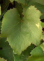Leaf of Concord
