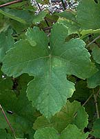 Leaf of Couderc 13