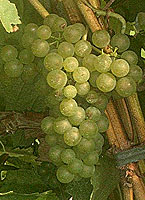 Bunch of Crouchen