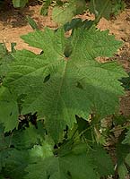 Leaf of Dabouki