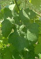 Leaf of Duras