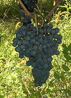 Bunch of Duras