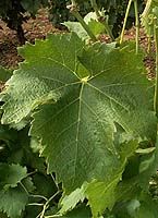 Leaf of Frankenthal