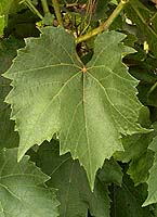 Leaf of Gaillard 2