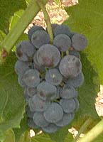 Bunch of Gaillard 2