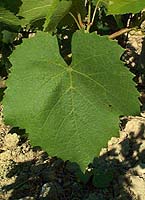 Leaf of Gamay de Bouze