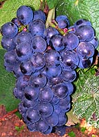 Bunch of Gamay de Bouze