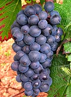 Bunch of Gamay de Chaudenay
