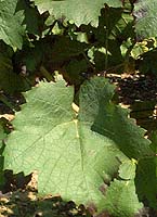 Leaf of Gamay Fréaux