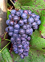 Bunch of Gamay Fréaux