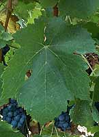 Leaf of Ganson