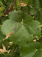 Leaf of Gascon