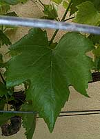 Leaf of Glacière