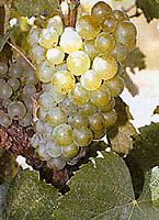 Bunch of Gouais