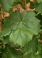 Leaf of Gouget