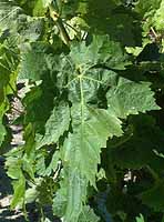 Leaf of Carignan