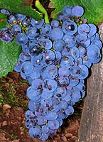 Bunch of Jurançon noir