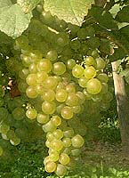 Bunch of Lauzet