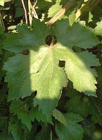 Leaf of Lival