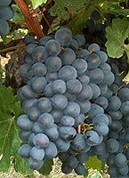 Bunch of Lival