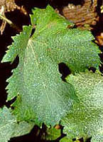 Leaf of Mancin