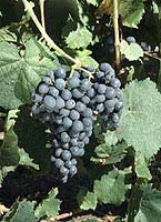 Bunch of Mérille