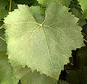 Leaf of Chardonnay