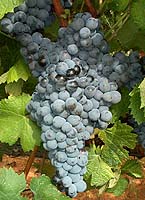 Bunch of Morrastel