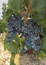 Bunch of Muscardin