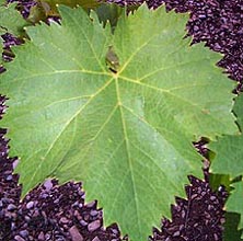 Feuille d'Olivette