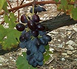 Grappe d'Olivette