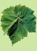 Feuille d'Othello