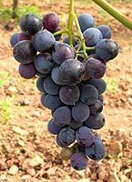 Grappe d'Othello