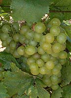Bunch of Perle de Csaba