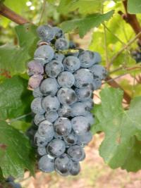 Bunch of Pinotage