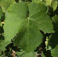 Leaf of Chasselas