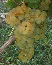 Bunch of Chasselas