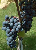 Bunch of Prunelard