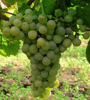 Bunch of Romorantin