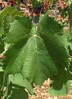 Leaf of Rosé du Var