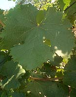 Leaf of Chenin