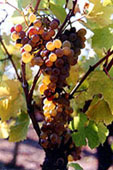 Bunch of Chenin botrytisé