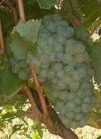 Bunch of Chenin