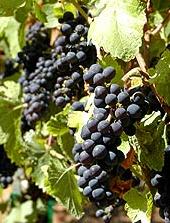 Bunch of Zinfandel