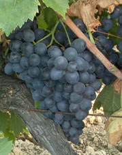 Bunch of Cinsaut